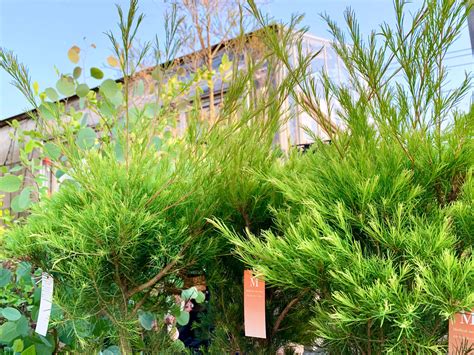 中庭植栽|庭木におすすめの常緑樹38種！低木、中木、高木、花。